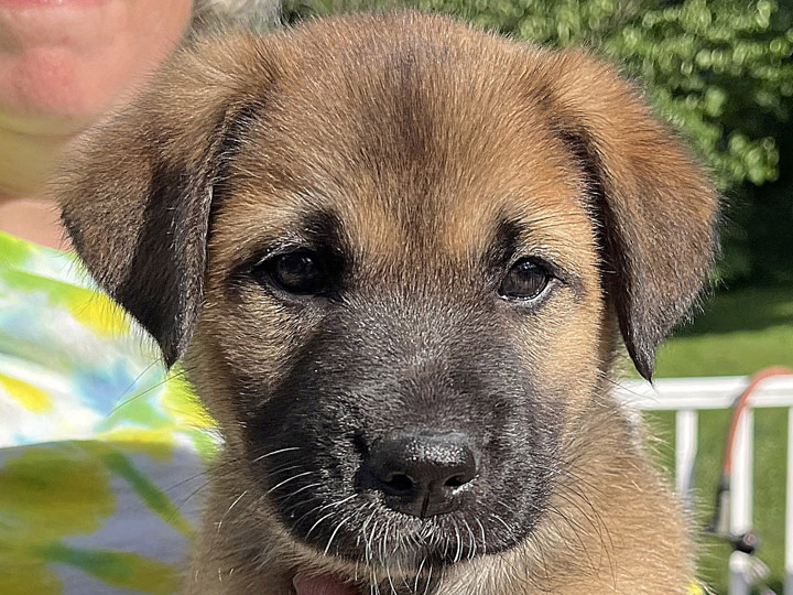 chinook puppy